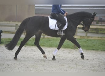 Autres races, Jument, 14 Ans, 166 cm, Noir