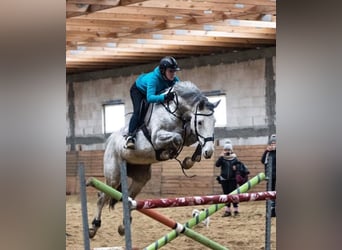 Autres races, Jument, 14 Ans, 168 cm, Gris