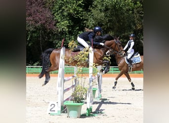 Autres races, Jument, 15 Ans, 145 cm, Bai