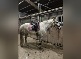Autres races Croisé, Jument, 15 Ans, 156 cm, Gris