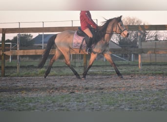 Autres races, Jument, 16 Ans, 150 cm, Isabelle