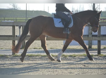 Autres races, Jument, 16 Ans, 157 cm, Léopard