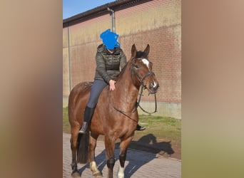 Autres races, Jument, 16 Ans, 157 cm, Léopard