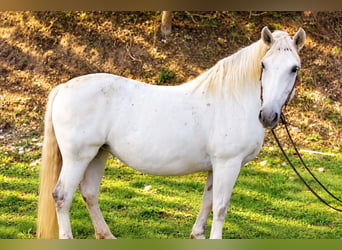 Autres races, Jument, 16 Ans, 160 cm, Gris