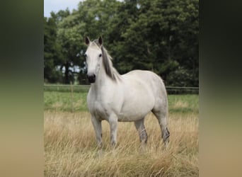 Autres races Croisé, Jument, 17 Ans, 147 cm, Rouan bleu