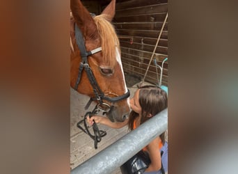Autres races, Jument, 17 Ans, 151 cm, Alezan