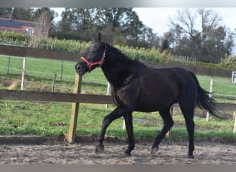 Autres races, Jument, 17 Ans, 165 cm, Bai brun
