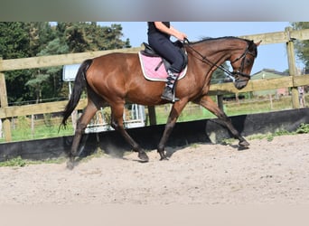 Autres races, Jument, 18 Ans, 159 cm, Bai cerise