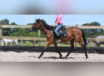 Autres races, Jument, 18 Ans, 159 cm, Bai cerise