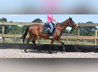 Autres races, Jument, 18 Ans, 159 cm, Bai cerise