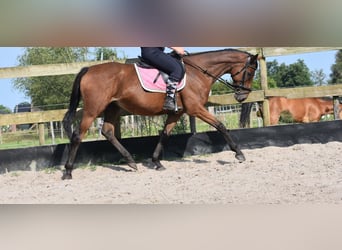 Autres races, Jument, 18 Ans, 159 cm, Bai cerise