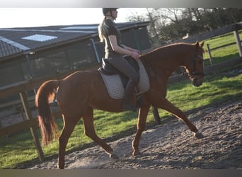 Autres races, Jument, 18 Ans, 160 cm, Alezan