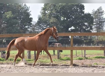Autres races, Jument, 19 Ans, 152 cm, Alezan
