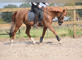 Autres races, Jument, 19 Ans, 153 cm, Alezan