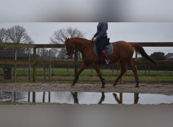 Autres races, Jument, 19 Ans, 160 cm, Alezan