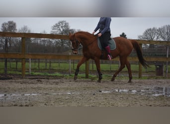 Autres races, Jument, 19 Ans, 160 cm, Alezan