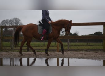 Autres races, Jument, 19 Ans, 160 cm, Alezan