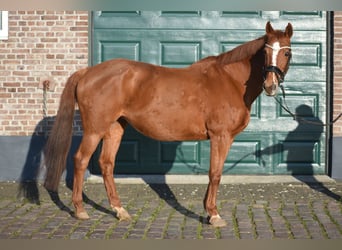 Autres races, Jument, 19 Ans, 160 cm, Alezan