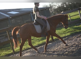 Autres races, Jument, 19 Ans, 160 cm