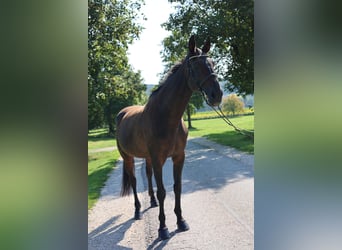Autres races, Jument, 19 Ans, 175 cm, Bai brun
