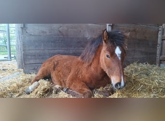 Autres races, Jument, 1 Année, 145 cm, Bai