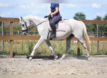 Autres races, Jument, 20 Ans, 162 cm, Gris