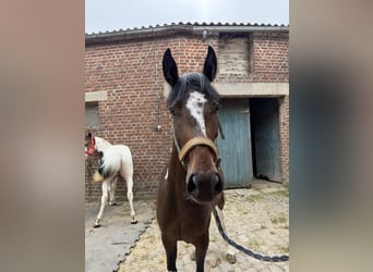 Autres races, Jument, 2 Ans, 140 cm, Noir