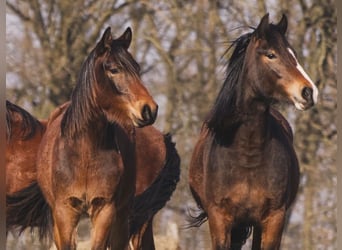 Autres races Croisé, Jument, 2 Ans, 150 cm, Bai