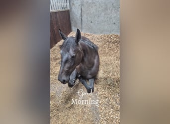 Autres races, Jument, 2 Ans, 157 cm, Roan-Bay