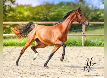 Autres races, Jument, 2 Ans, 160 cm, Bai