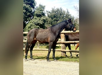 Autres races, Jument, 2 Ans, 165 cm, Bai brun