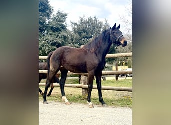 Autres races, Jument, 2 Ans, 165 cm, Bai brun