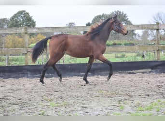 Autres races, Jument, 2 Ans, Bai brun