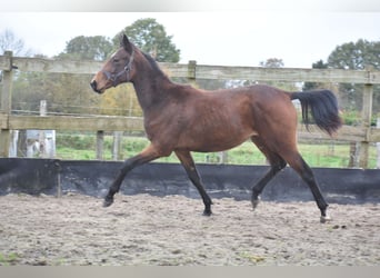 Autres races, Jument, 2 Ans, Bai cerise