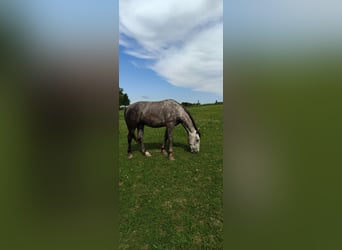Autres races, Jument, 2 Ans, Bai