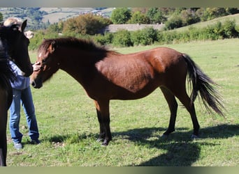 Autres races, Jument, 3 Ans, 125 cm, Bai