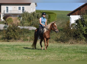Autres races Croisé, Jument, 3 Ans, 138 cm, Alezan