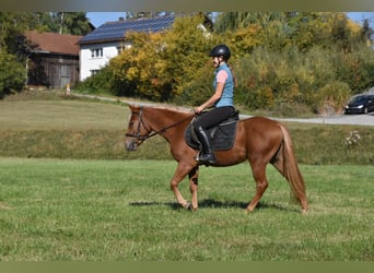 Autres races Croisé, Jument, 3 Ans, 138 cm, Alezan