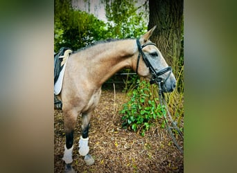 Autres races, Jument, 3 Ans, 145 cm, Peut devenir gris