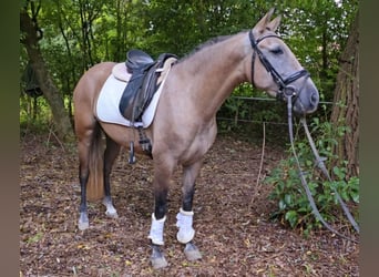 Autres races, Jument, 3 Ans, 145 cm, Peut devenir gris