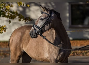 Autres races, Jument, 3 Ans, 145 cm, Peut devenir gris