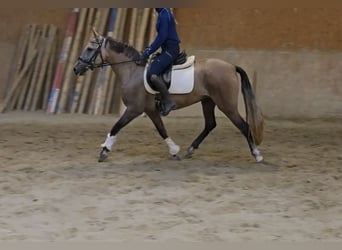 Autres races, Jument, 3 Ans, 145 cm, Peut devenir gris