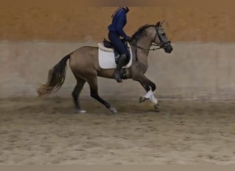 Autres races, Jument, 3 Ans, 145 cm, Peut devenir gris