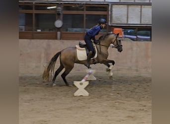 Autres races, Jument, 3 Ans, 145 cm, Peut devenir gris