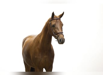 Autres races, Jument, 3 Ans, 149 cm, Alezan brûlé