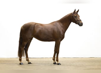 Autres races, Jument, 3 Ans, 149 cm, Alezan brûlé