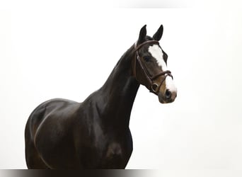 Autres races, Jument, 3 Ans, 150 cm, Bai brun