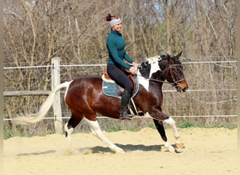 Autres races, Jument, 3 Ans, 150 cm, Pinto