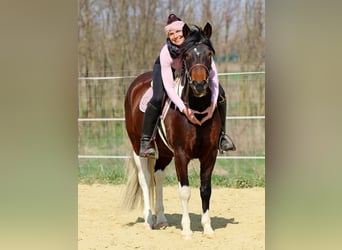Autres races, Jument, 3 Ans, 150 cm, Pinto