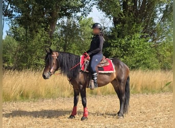 Autres races, Jument, 3 Ans, 152 cm, Bai